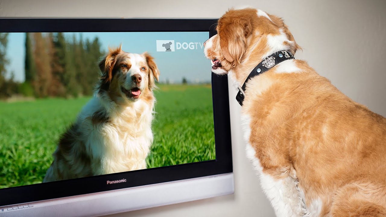 pies oglądający DOGTV