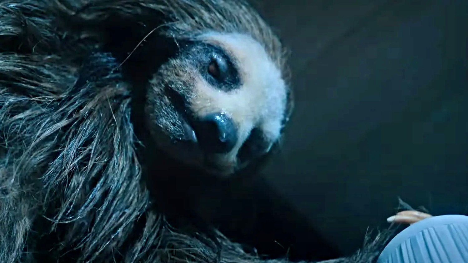Slotherhouse to horror o morderczym leniwcu. Oto zwiastun [WIDEO]